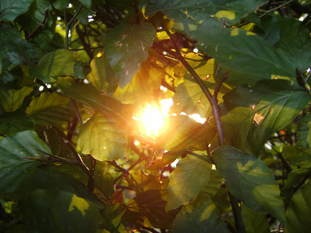 sunlight through leaves